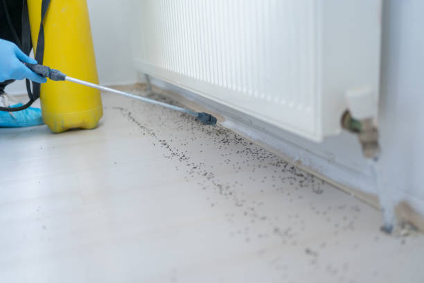 Best Flea Control Services  in Robins, IA